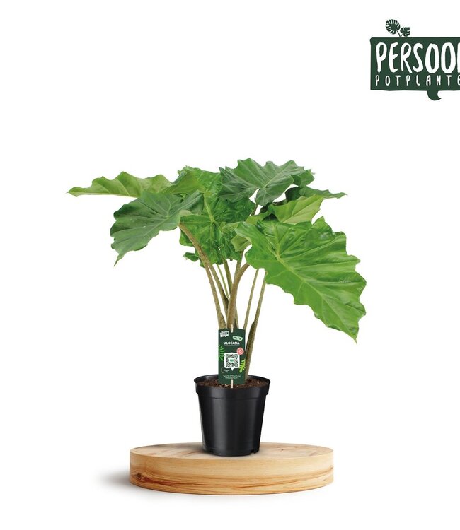 Alocasia Portodora | Topfgröße 21 | Einzeln