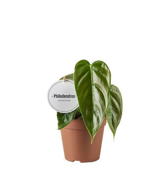 ME Philodendron Esmeraldense | Par 6 pièces