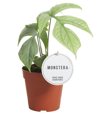 ME Monstera Amydrium Medium Silber | Pro 6 Stück