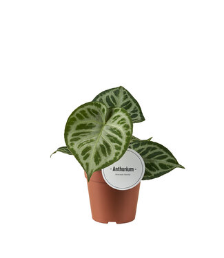 ME Anthurium Super Silver Blush | Per 6 stuks