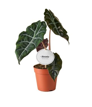 ME Alocasia Chantrieri | Par 6 pièces