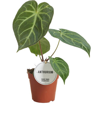 ME Anthurium Magnificum | Per 6 stuks