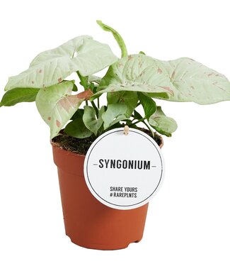 ME Syngonium Confetti | Per 6 stuks