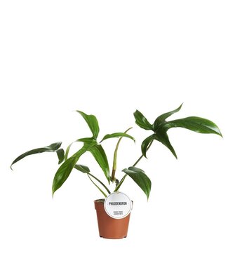 ME Philodendron Gladhands | Per 6 pieces