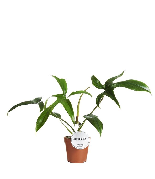 Philodendron Gladhands | Per 6 pieces