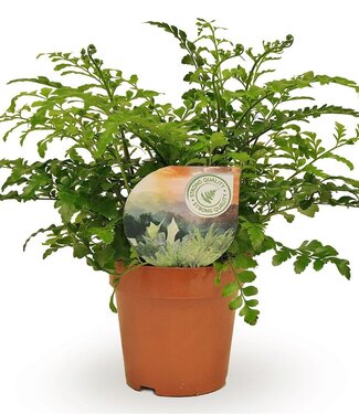 ME Asplenium Parvati | Topfgröße 12 | Pro 6 Stück