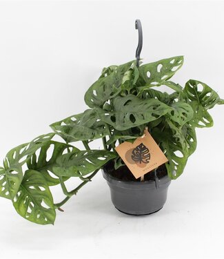 ME Monstera Monkey Leaf in hangpot | Per 8 stuks