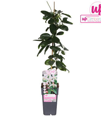 ME Clematis armandii Apple Blossom | Potmaat 15 | Per 10 stuks