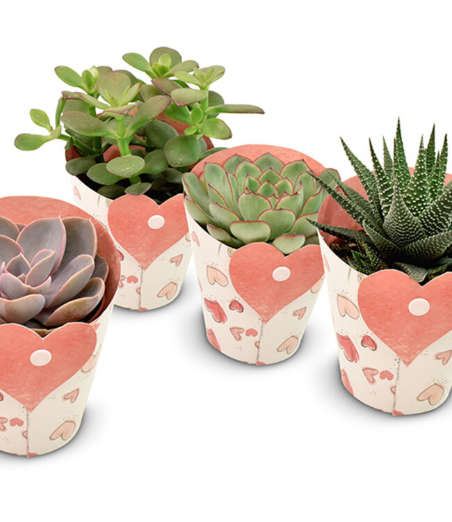 Succulents in Heart cover | Per 9 stuks