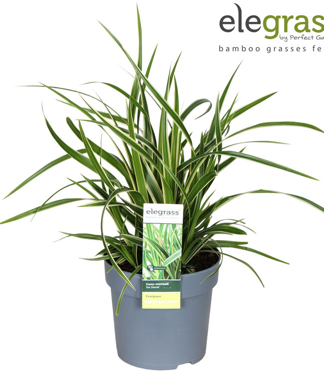 Carex morrowii 'Ice Dance' P14 ( x 8 )