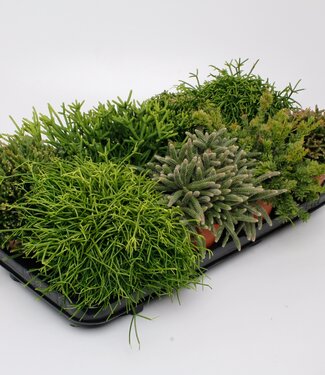 ME Rhipsalis gemengd | Per 8 stuks