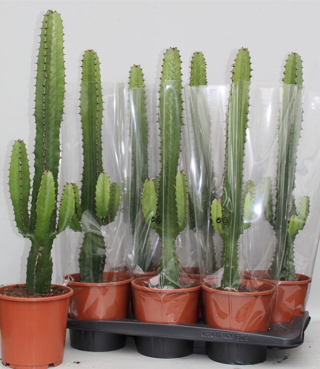 Euphorbia Acrurensis | Per 6 stuks