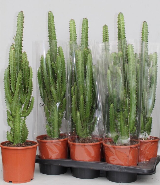 Euphorbia Trigona groen | Per 6 stuks