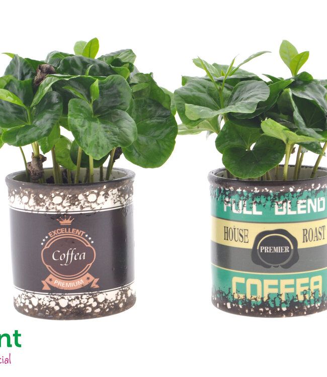 Coffea in Retro can | Per 12 pieces