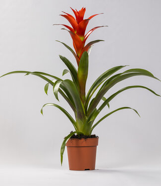 ME Guzmania Ostara | Per 6 stuks