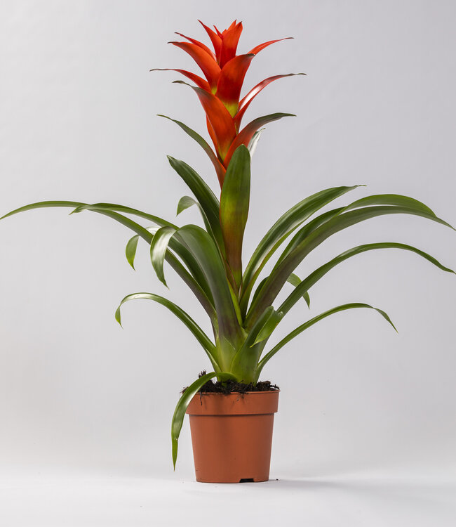 Guzmania Ostara | Per 6 stuks