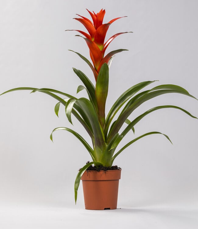 Guzmania Ostara ( x 6 )