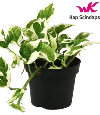 ME Scindapsus (Epipremnum) N'joy | Per 10 pieces