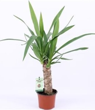 ME Yucca 25cm Hout 2+ kop | Per 6 stuks