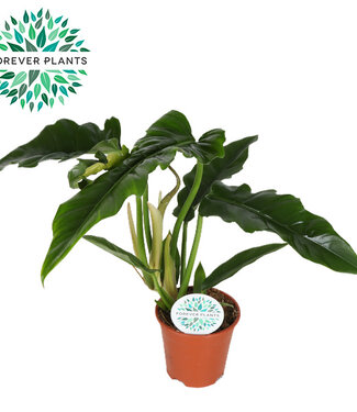 ME Philodendron Narrow p14 ( x 8 )