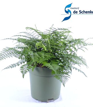 ME Asplenium Parvati | Per 5 stuks