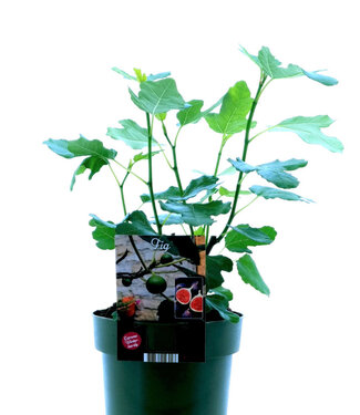 ME Philodendron Atabapoense | Potmaat 12 | Per 6 stuks