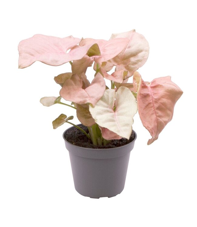 Syngonium Neon® 6 cm | Per 12 stuks