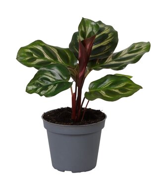 ME Calathea Makoyana | Par 12 pièces