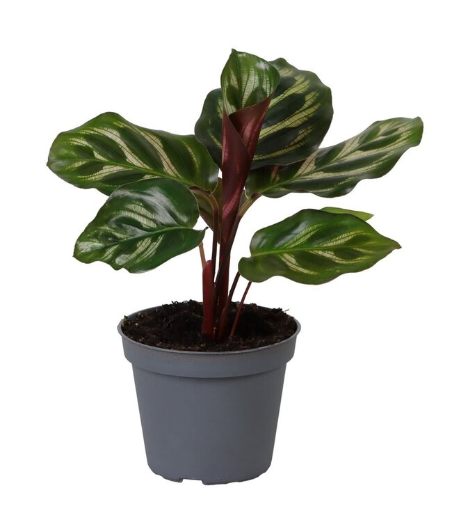 Calathea Makoyana | Par 12 pièces