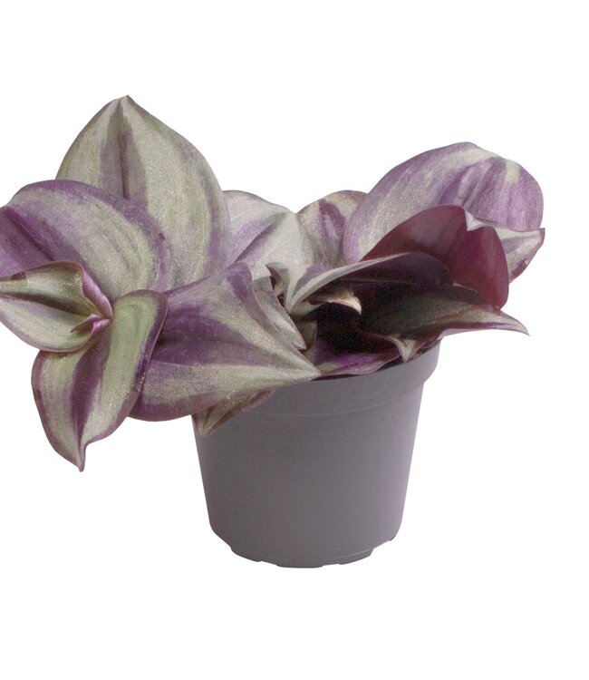 Tradescantia Zebra | Par 20 pièces