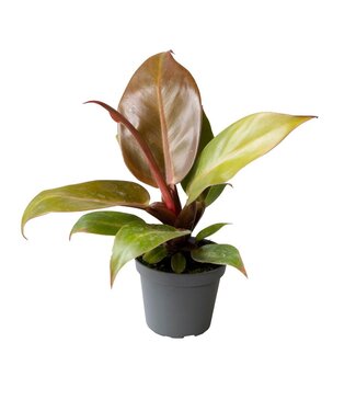 ME Philodendron orange | Per 12 pieces