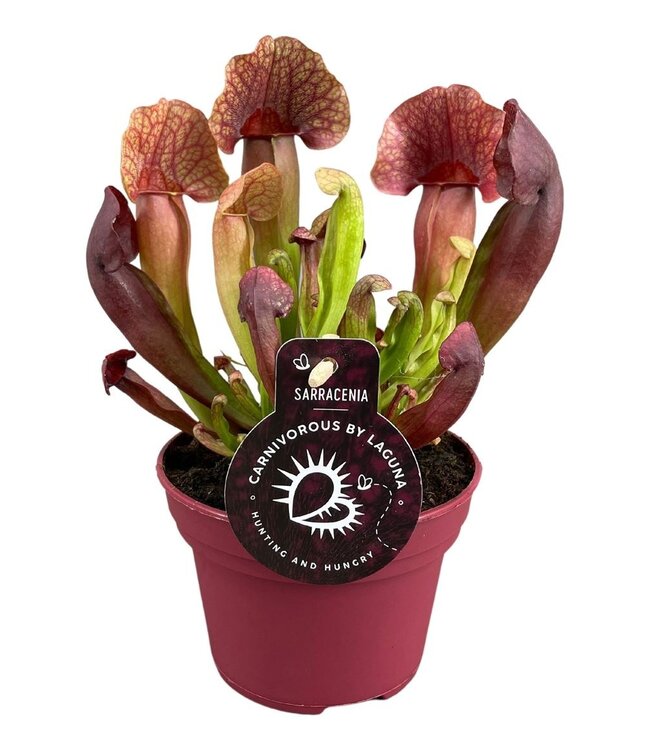 Sarracenia Catesbaei 12 cm | Par 6 pièces