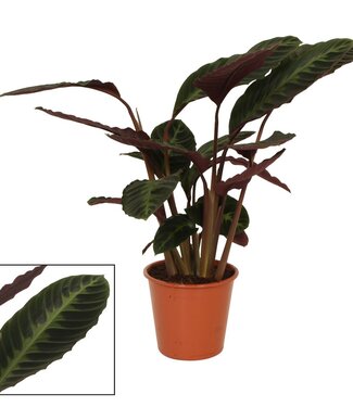 ME Calathea Warcewiczii P19 ( x 3 )