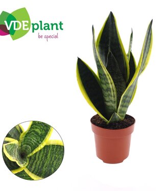 ME Sansevieria Futura Superba | Per 10 stuks