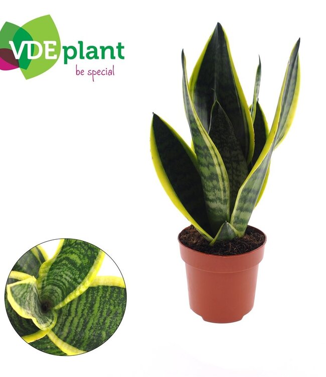 Sansevieria Futura Superba | Per 10 stuks