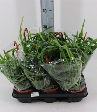 ME Rhipsalis Paradoxa P12 ( x 6 )