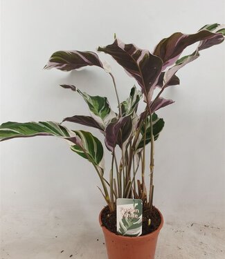 ME Calathea Fusion White basic | Per 8 stuks