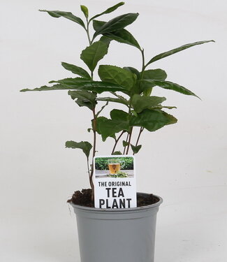 ME Camellia Sinensis (tea plant) (not MPS A) | Per 10 pieces