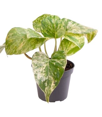 ME Epipremnum Pinnatum Marble Queen P6 ( x 8 )