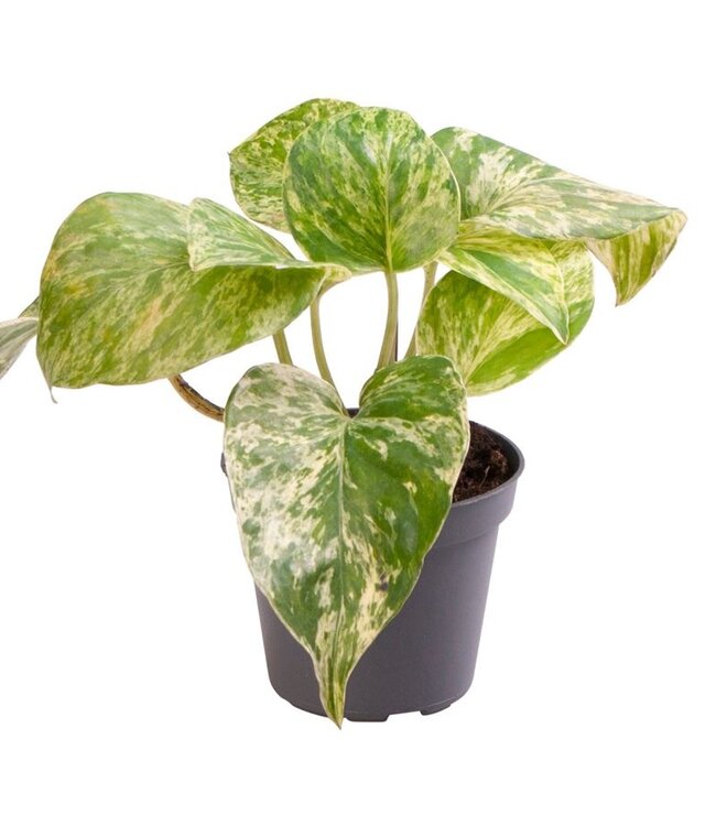 Epipremnum Pinnatum Marble Queen P6 ( x 8 )