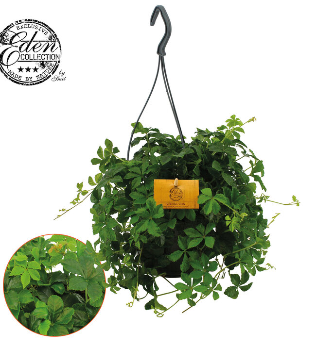 Parthenocissus Striatha 15cm HP | Per 5 stuks