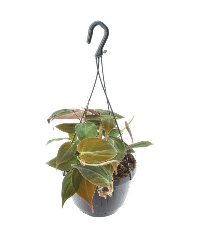 Philodendron scandens 'Micans' Hangpot | Per 4 stuks