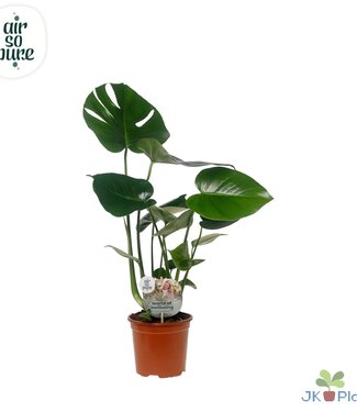 ME Monstera Deliciosa "Disc Label Air So Pure" -> le | Pro 8 Stück