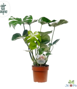 ME Monstera Deliciosa "Disc etiket Air So Pure" -> le | Per 4 stuks