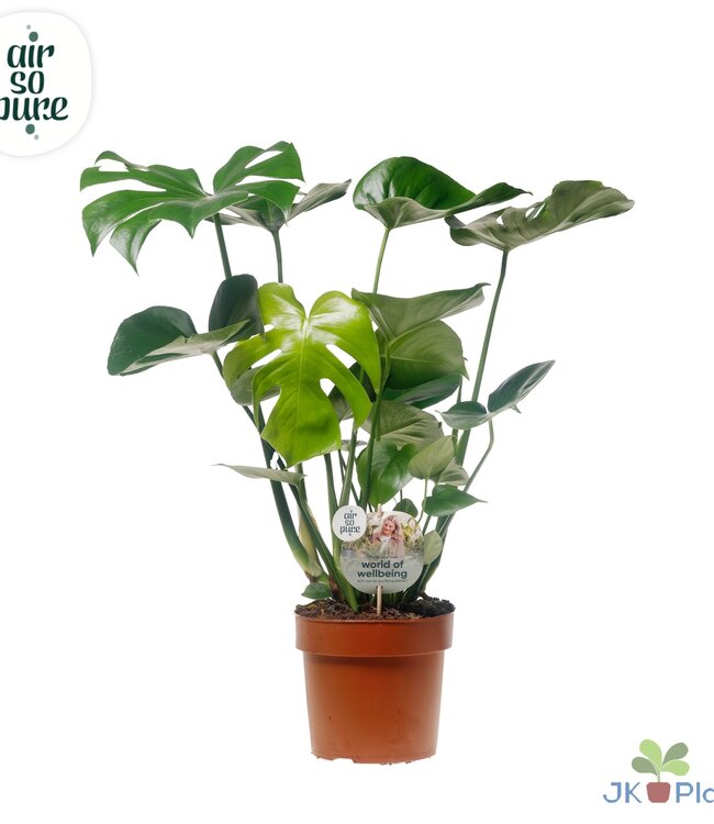 Monstera Deliciosa "Disque label Air Si Pur" -> le | Par 4 pièces