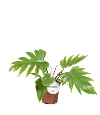 ME Philodendron Mayoi | Topfgröße 15 | Pro 3 Stück