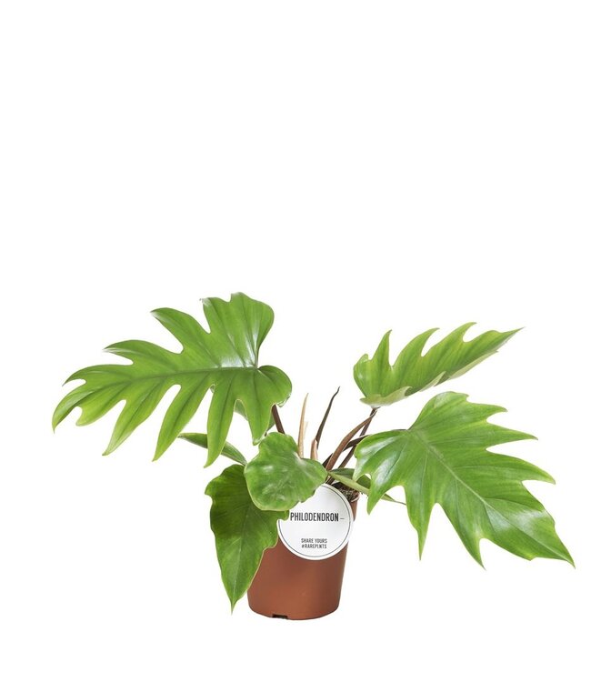 Philodendron Mayoi | Topfgröße 15 | Pro 3 Stück