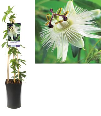 ME Passiflora 'constance Elliott' +light Label P17 ( x 1 )