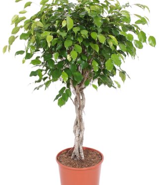 ME Ficus Exotica | Pro Stück