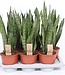 ME Sansevieria zeylanica ( x 6 )